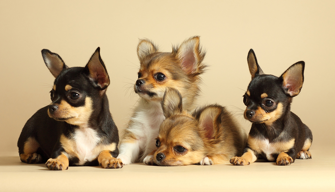 a group of four adorable chihuahua puppies
