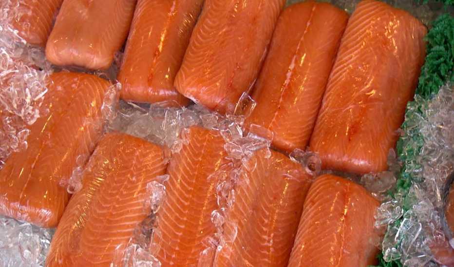 A close-up view of fish on ice