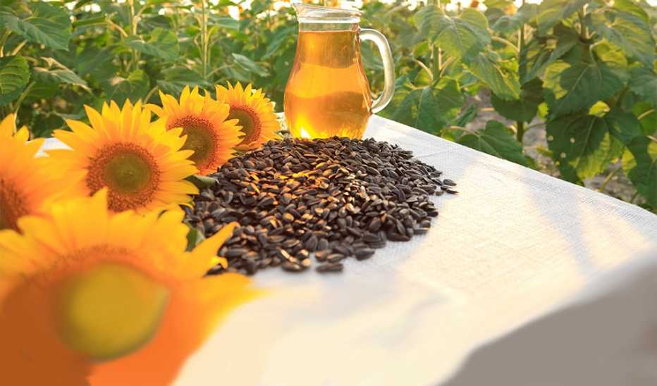 An up-close view of a pile of sunflower seeds in a sunflower field