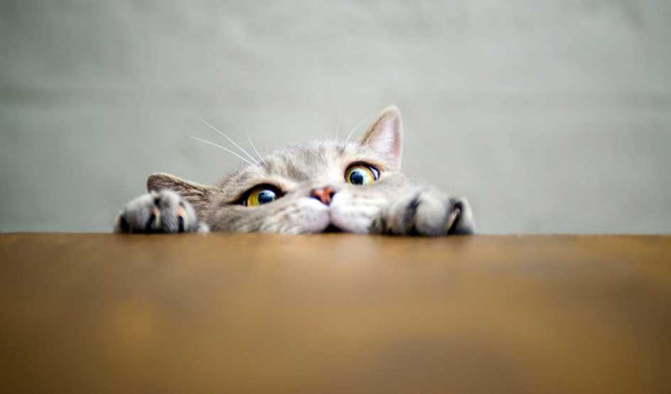 A big-eyed cat has its paws up on a wooden table